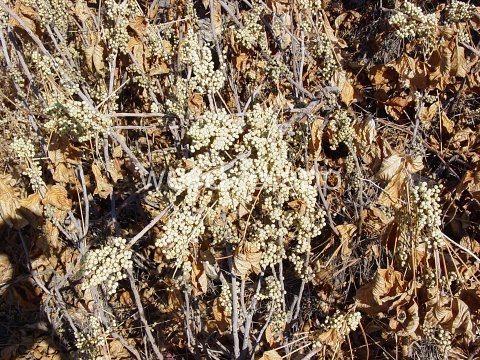 poison-ivy, Rydberg's